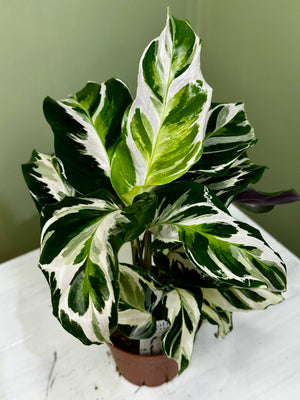 Calathea Stella 'Fusion White'