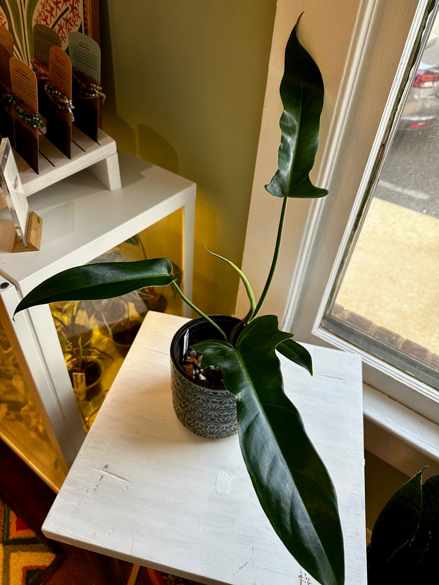 Philodendron Jerry Horne