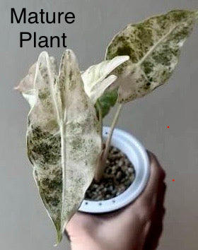 Alocasia Black Saturn Stardust Tissue Culture