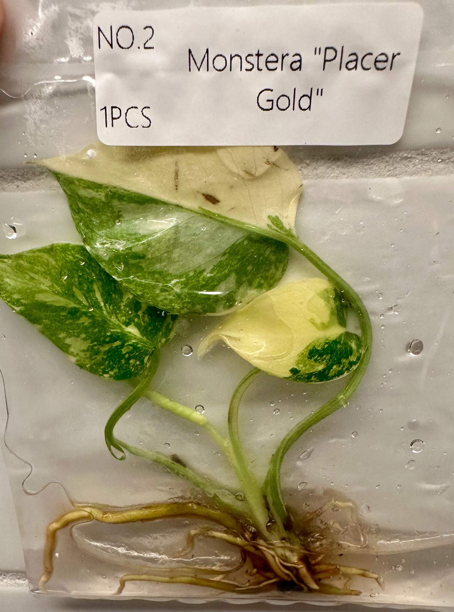 Monstera Placer Gold Tissue Culture