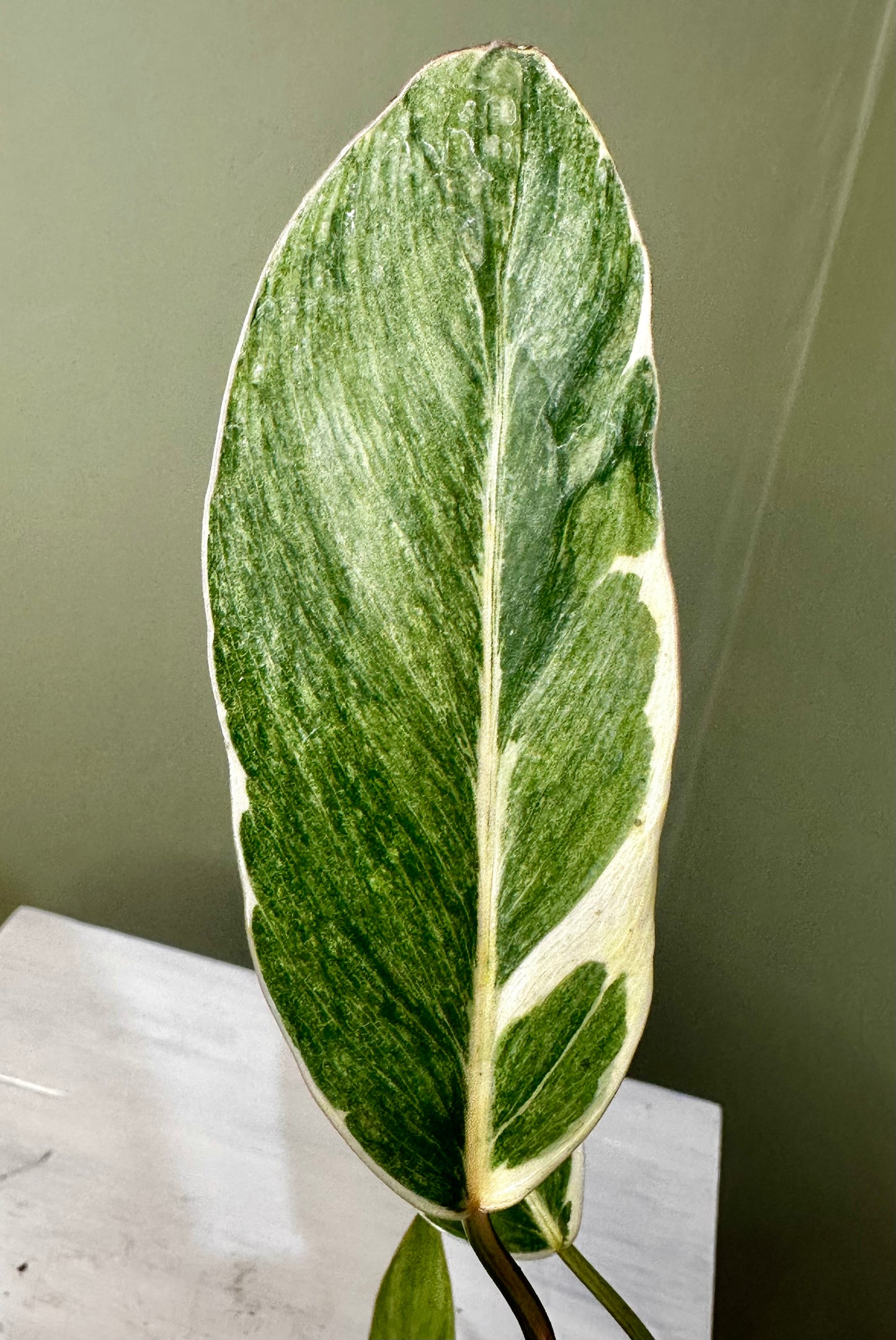 Philodendron Shady Lady