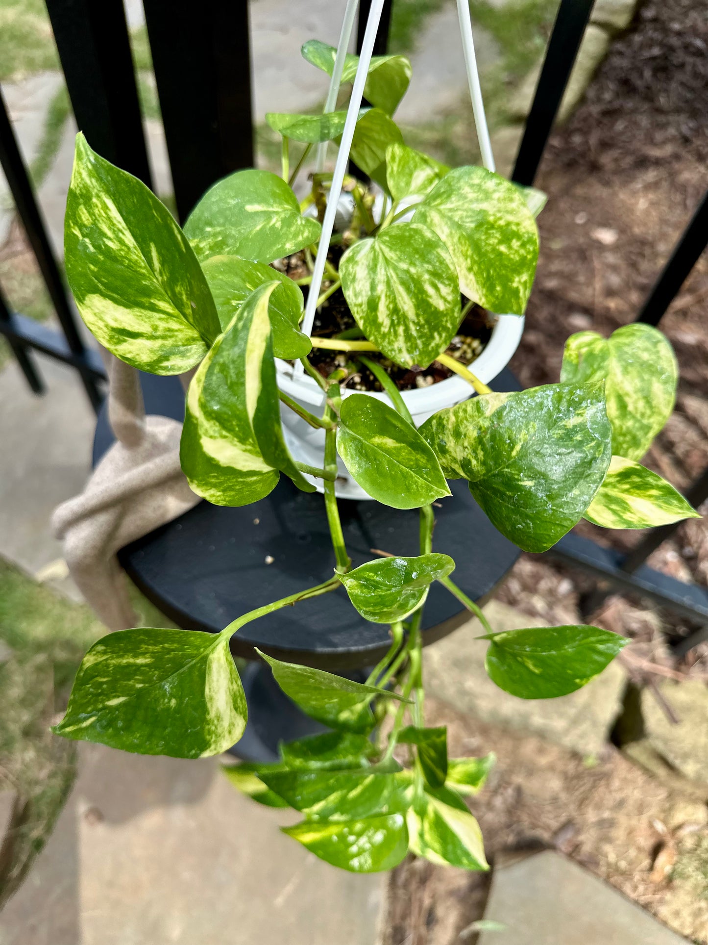 Pothos Hawaiian