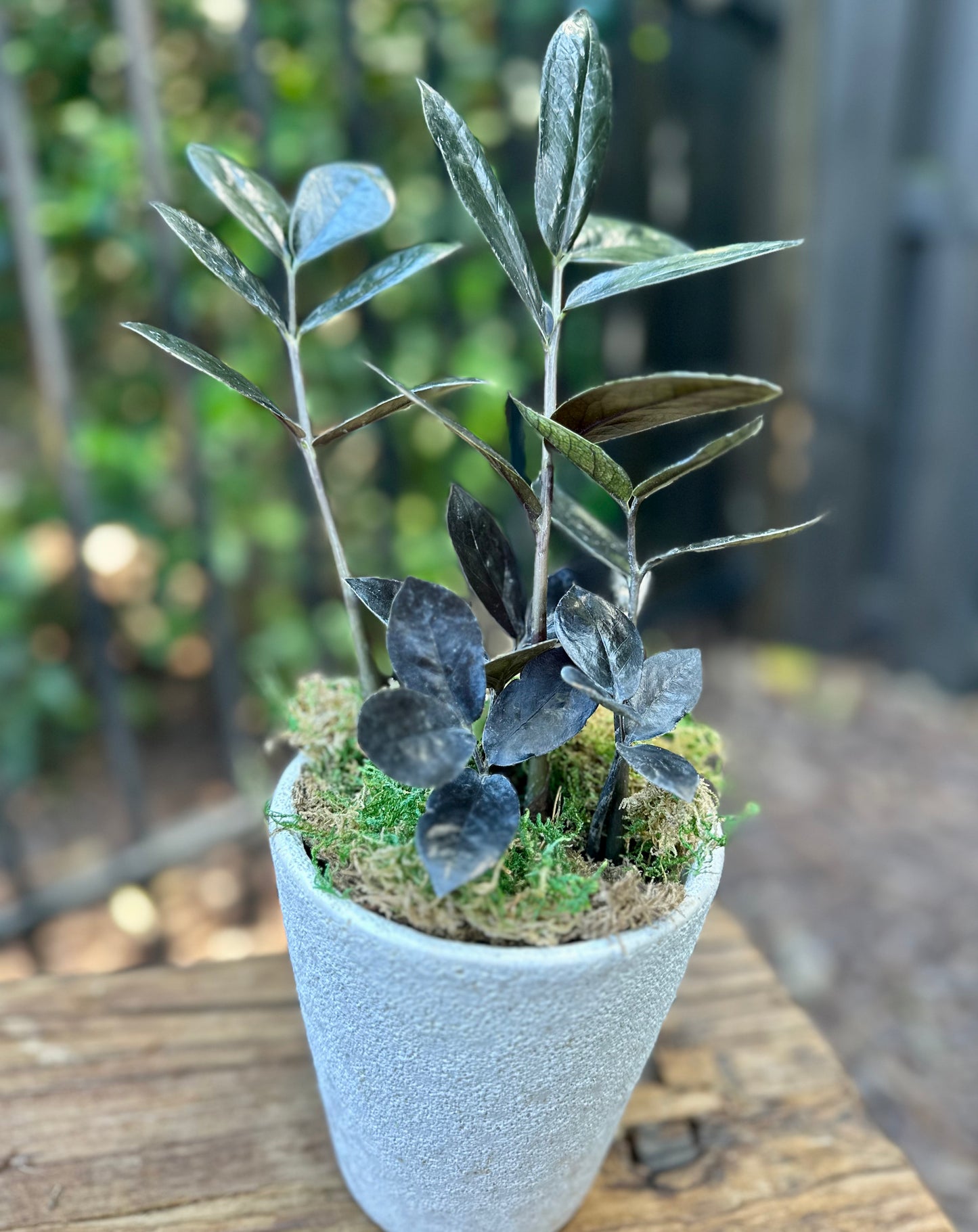 Zamioculcas Black Queen