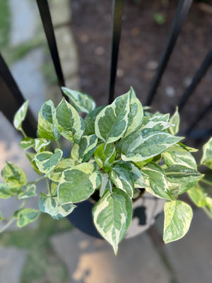 Pothos N Joy
