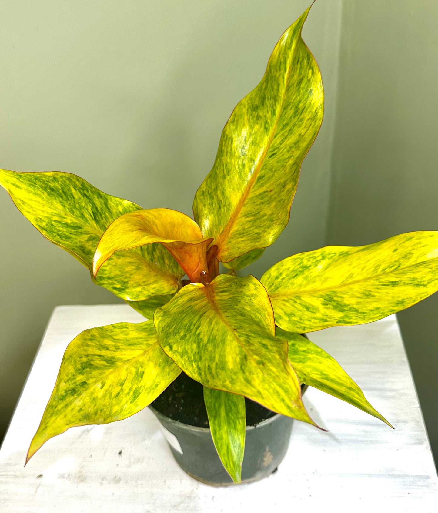 Philodendron Orange Marmalade