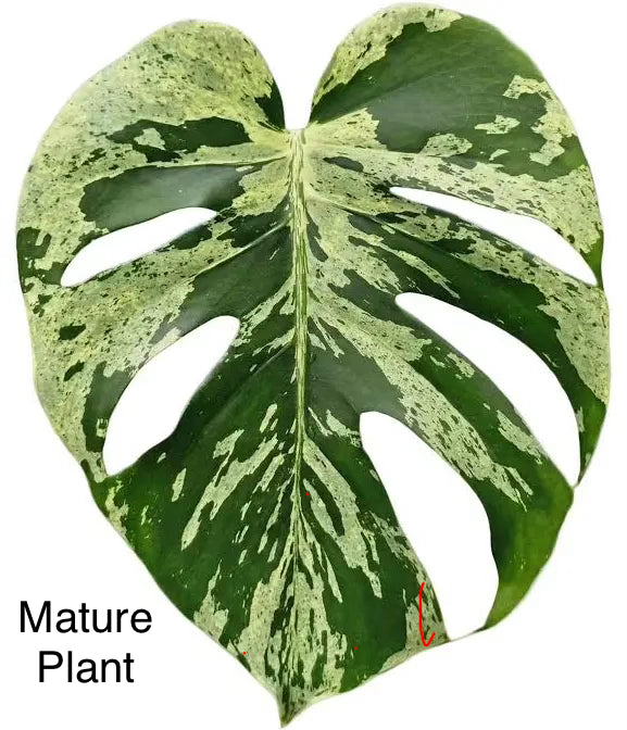 Monstera Bulbasaur Tissue Culture