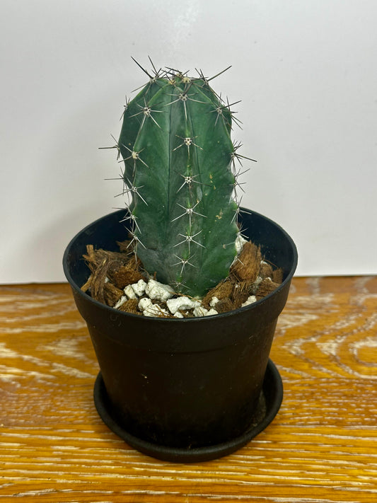 Grey Ghost Organ Pipe Cactus