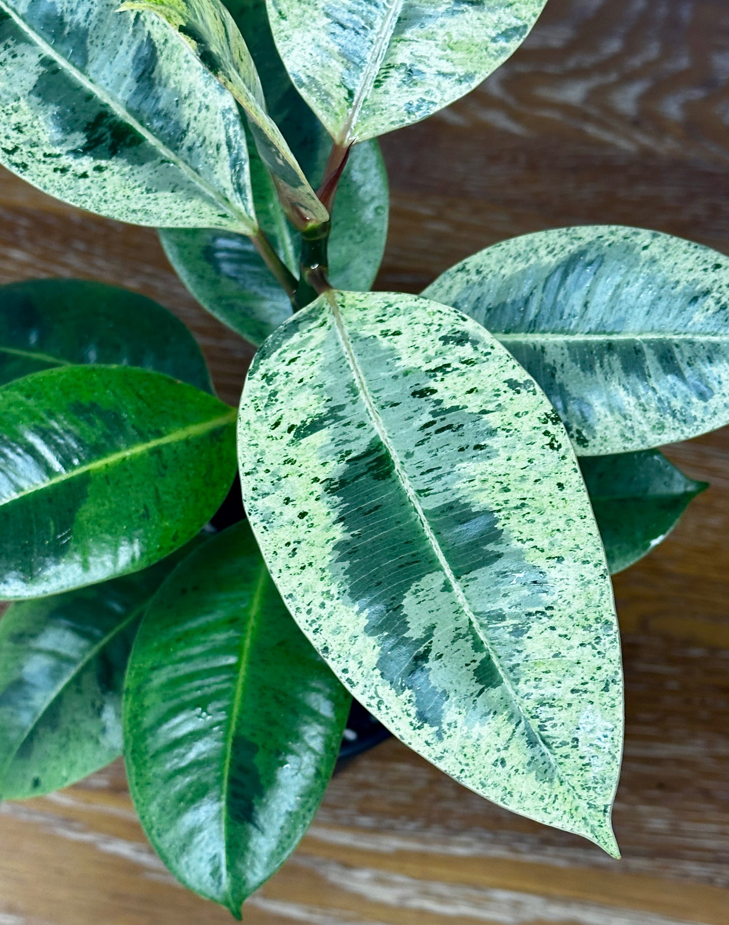 Ficus Elastica Shivereana "Moonshine"