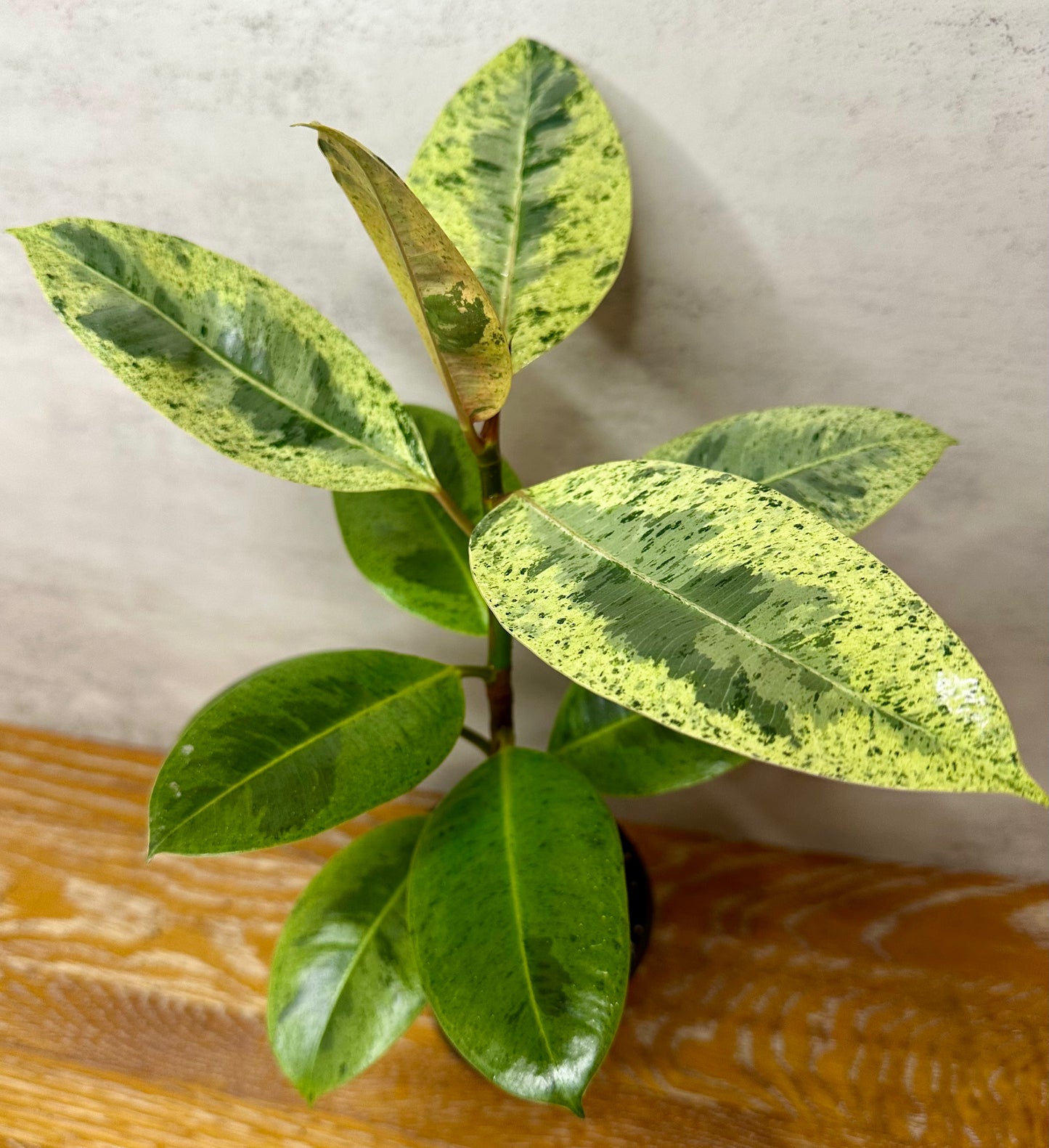 Ficus Elastica Shivereana "Moonshine"