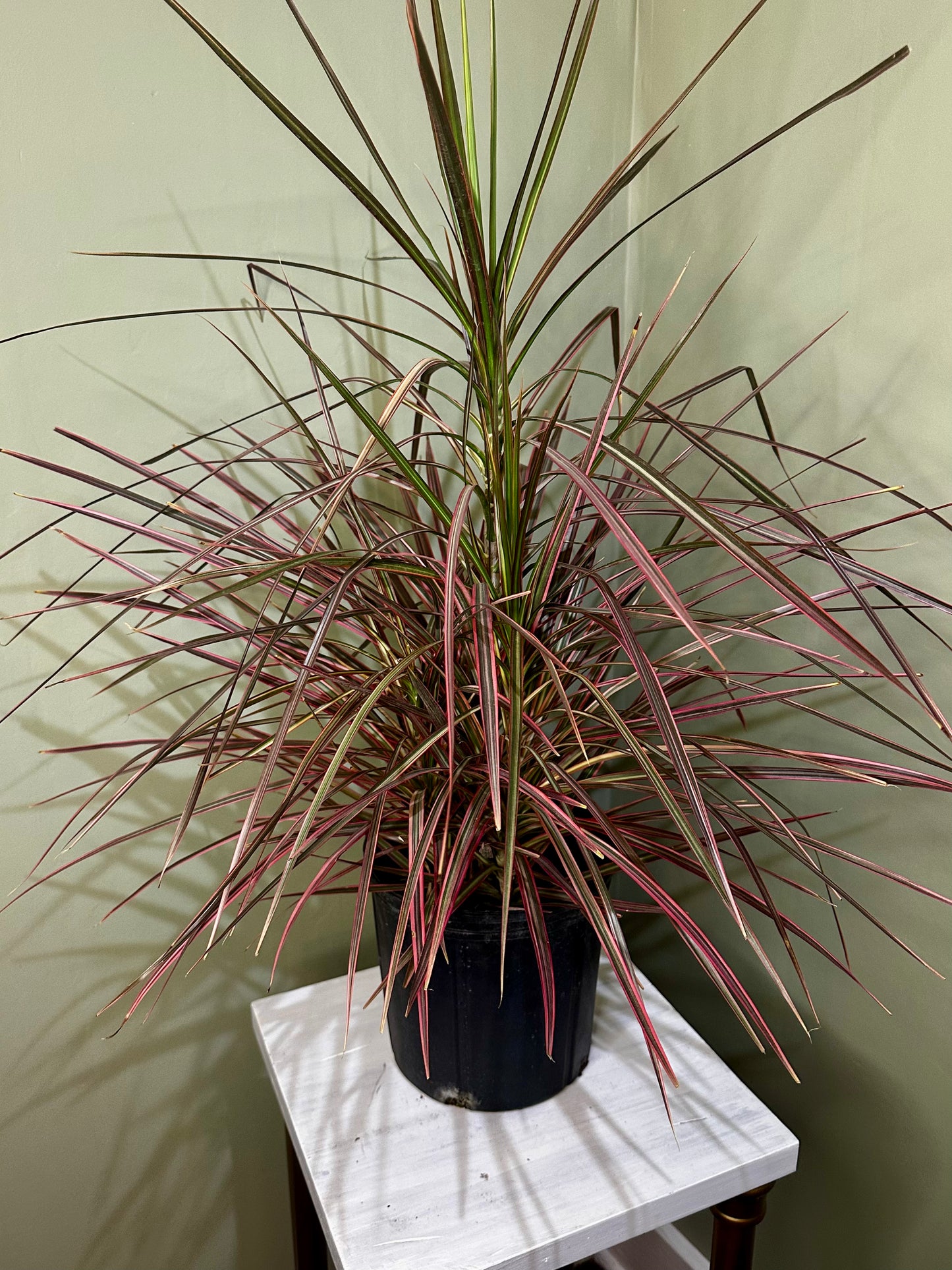Dracaena Colorama Bush