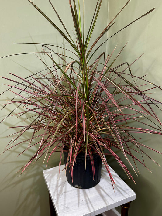 Dracaena Colorama Bush