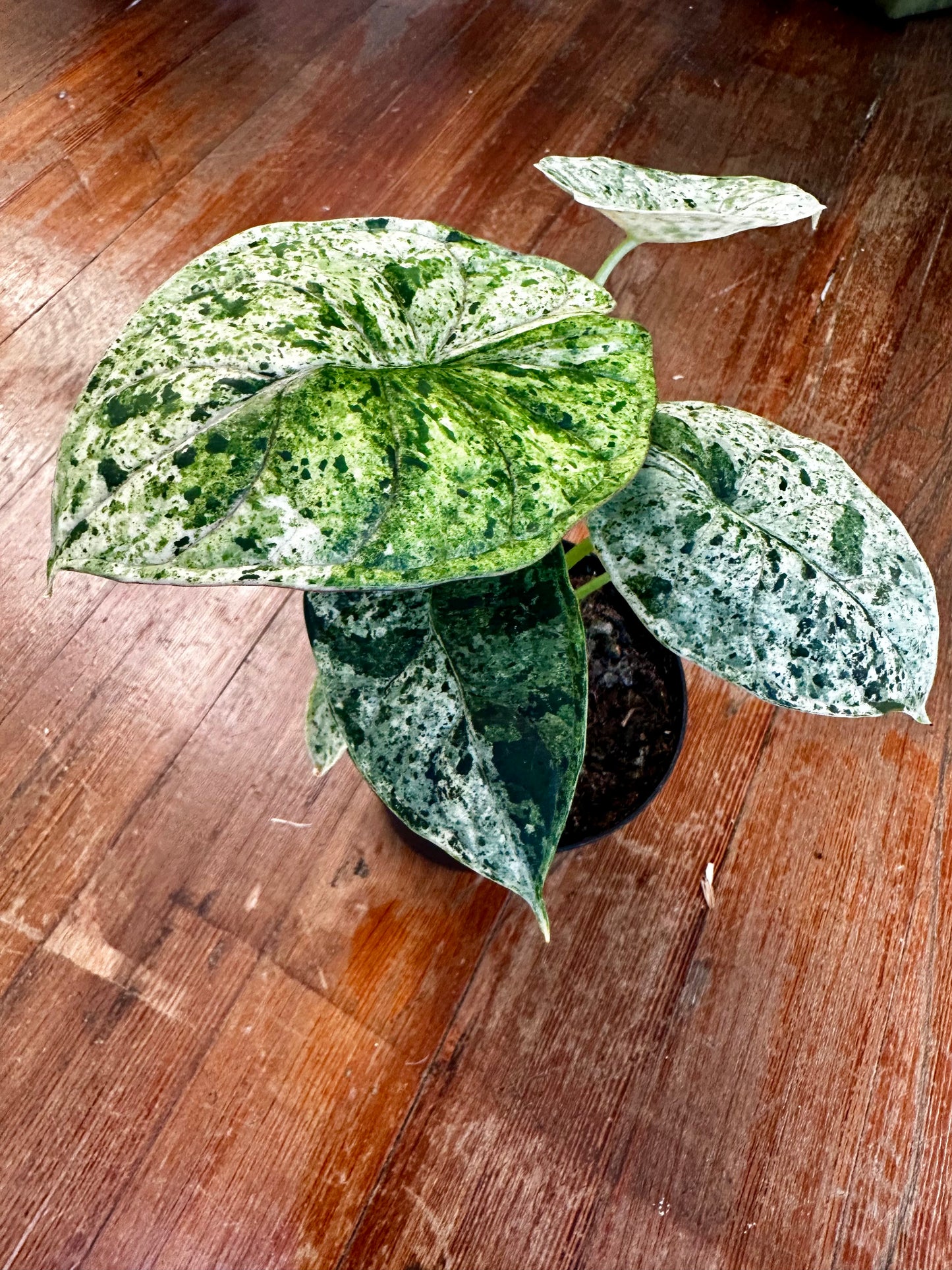Alocasia Dragon Scale Mint