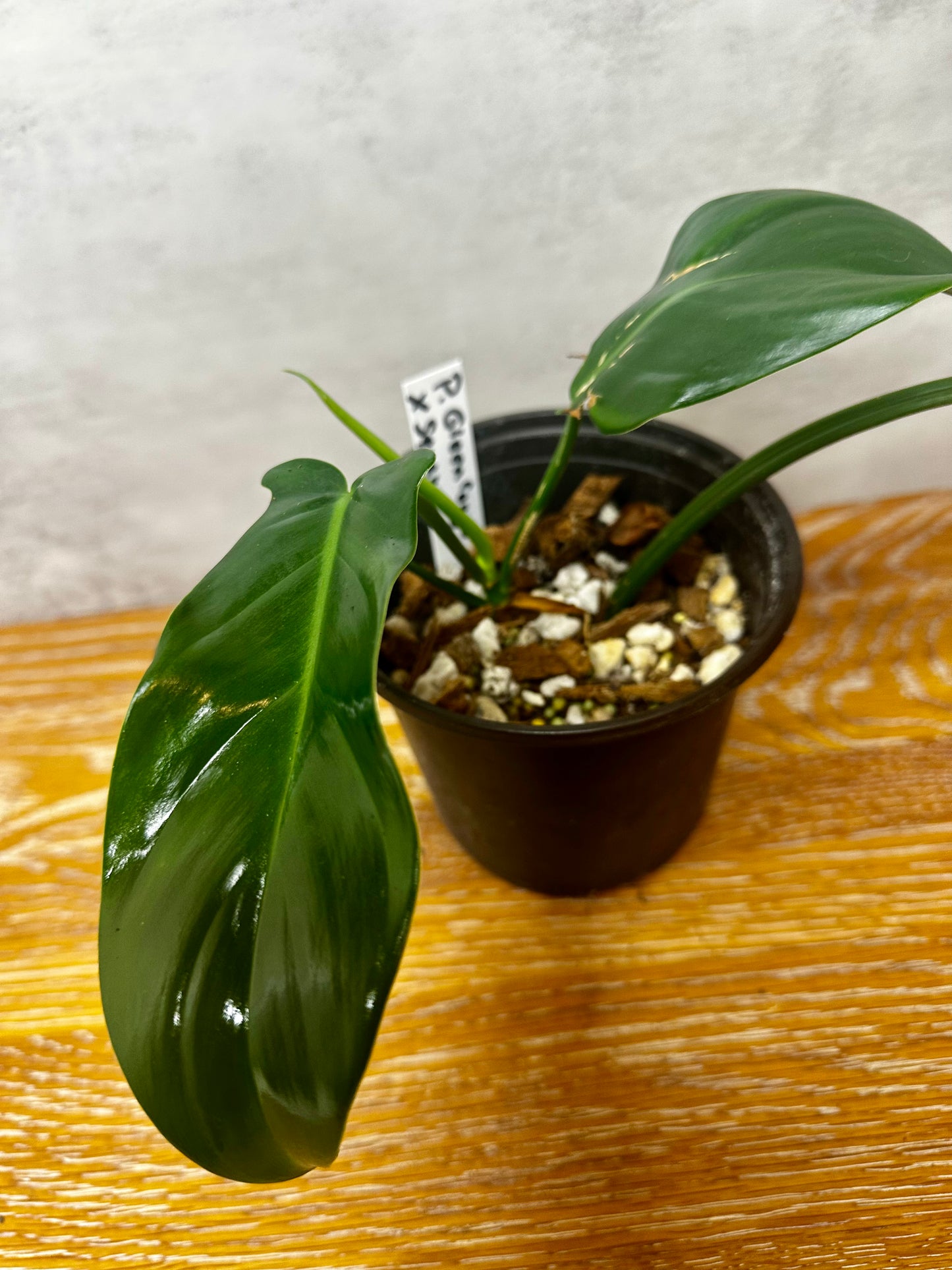 Philodendron Green Congo x Squam Reverted