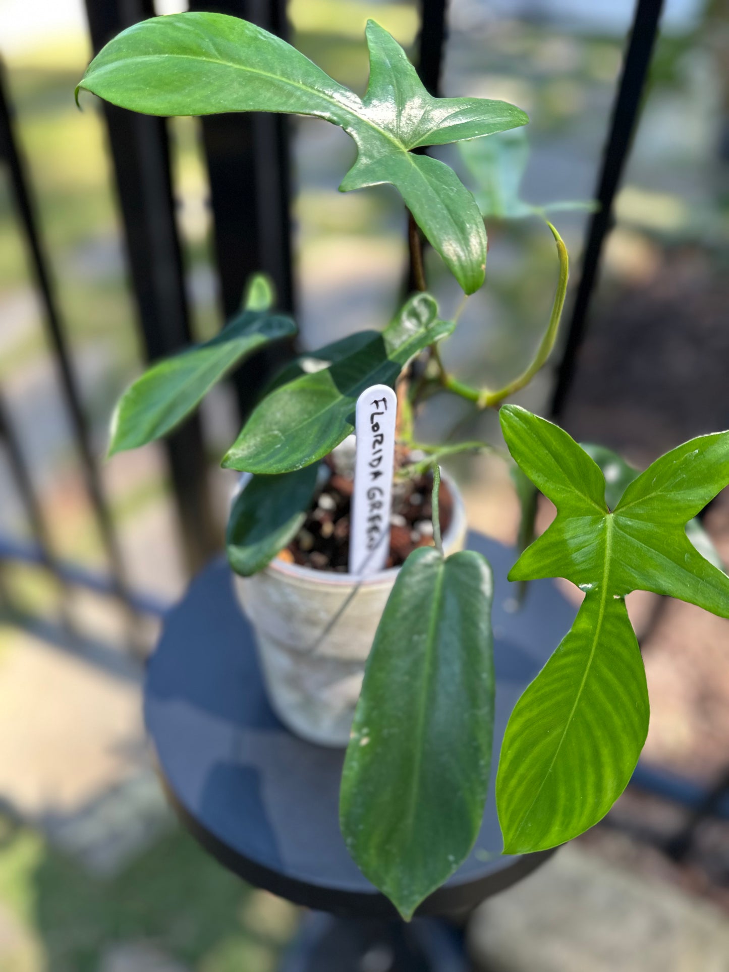 Philodenron Florida Green