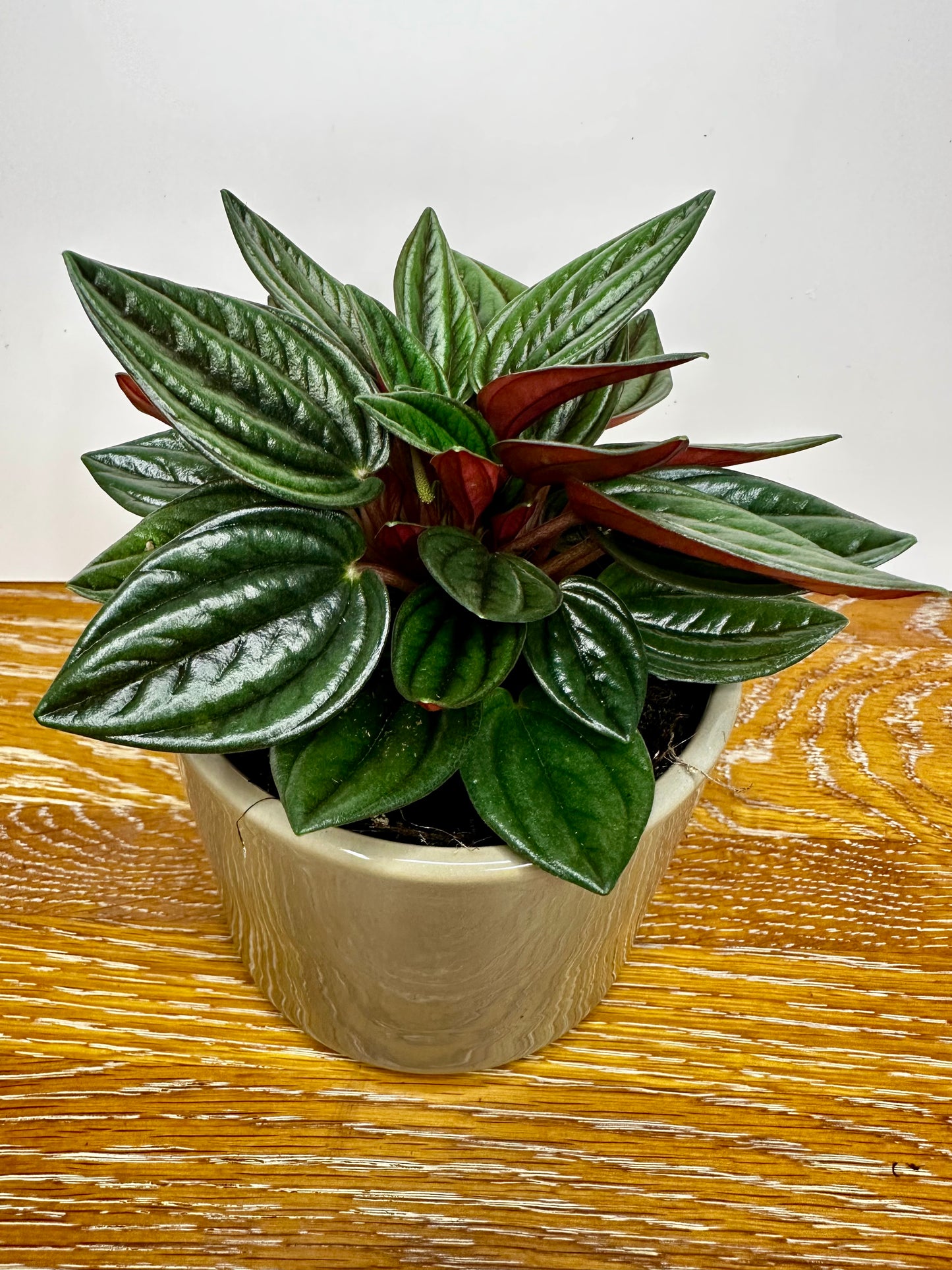 Peperomia Rosso