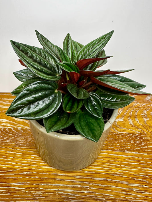 Peperomia Rosso