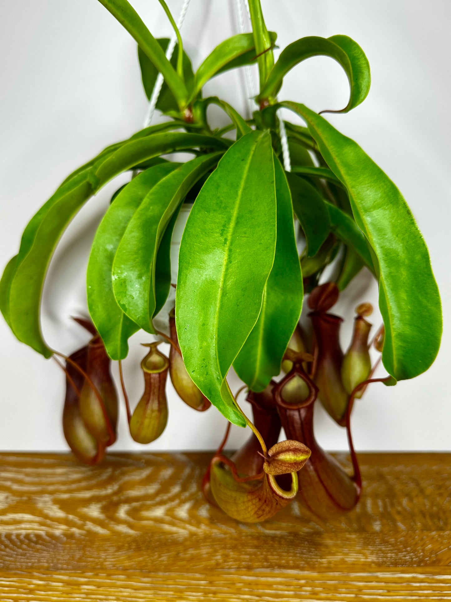 Nepenthes Alata