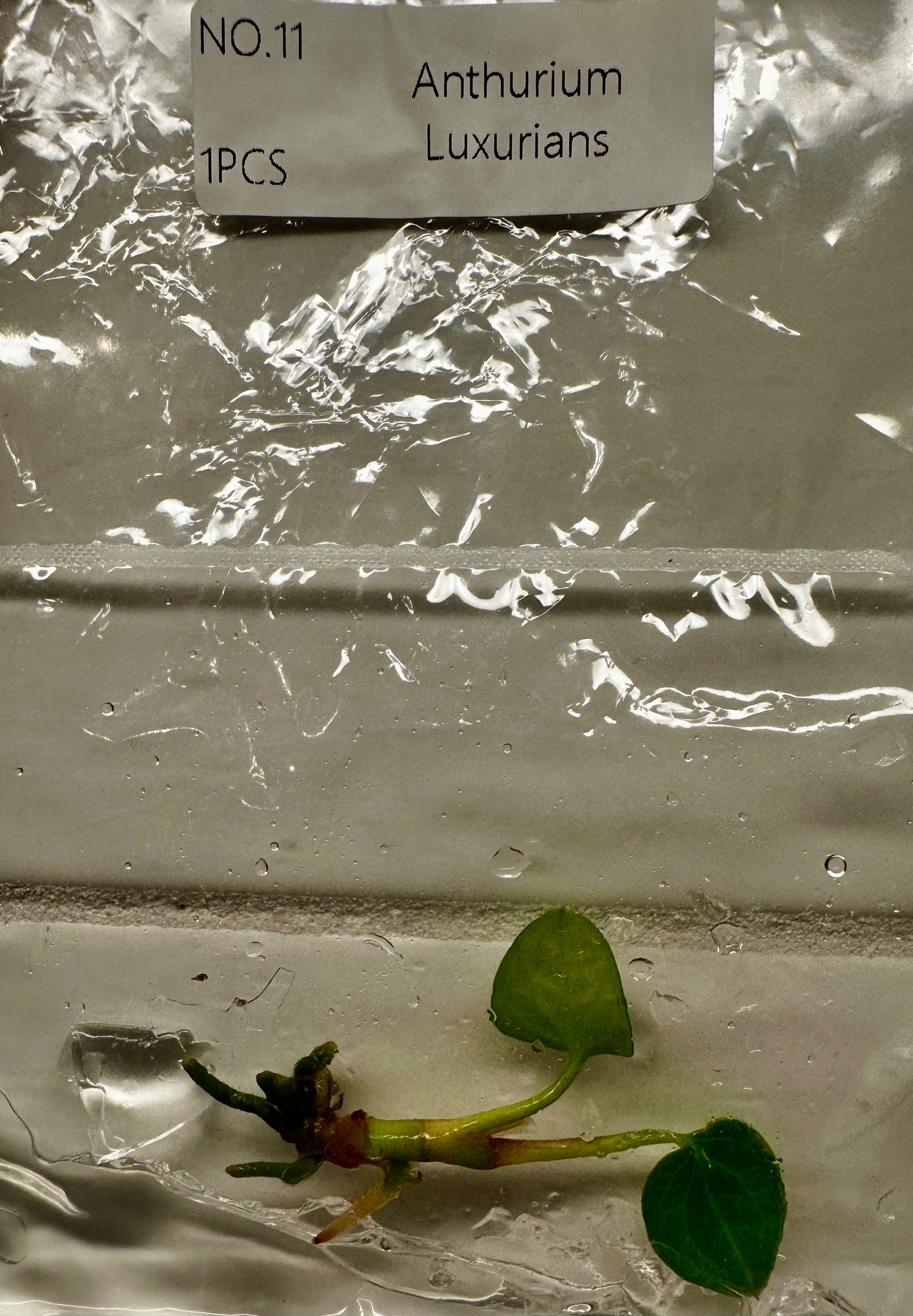 Anthurium Luxurians Tissue Culture