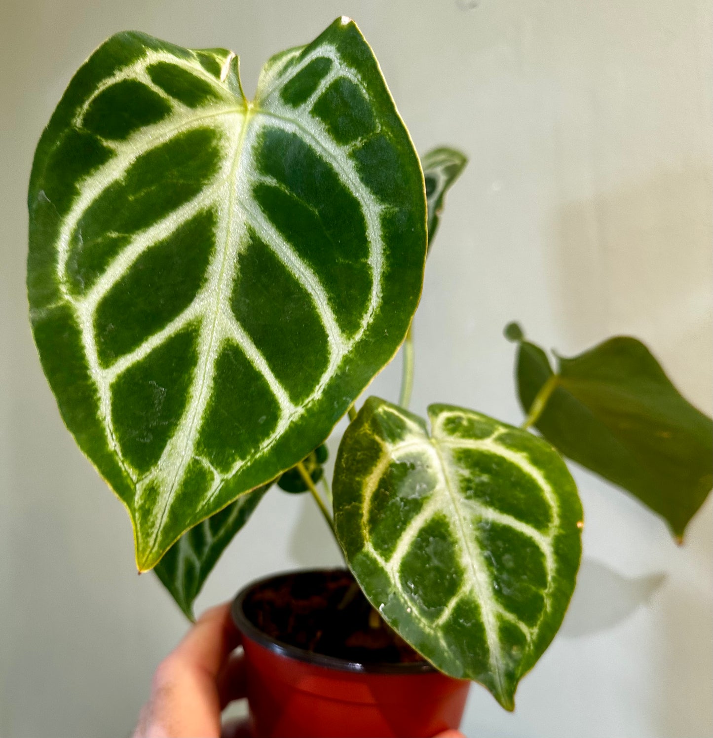 Anthurium Silver Blush