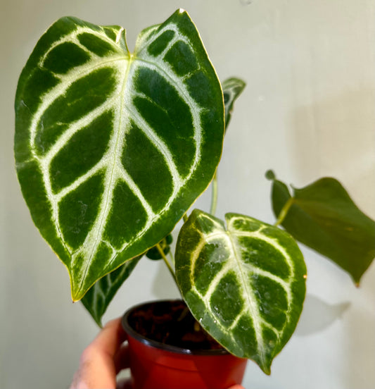 Anthurium Silver Blush