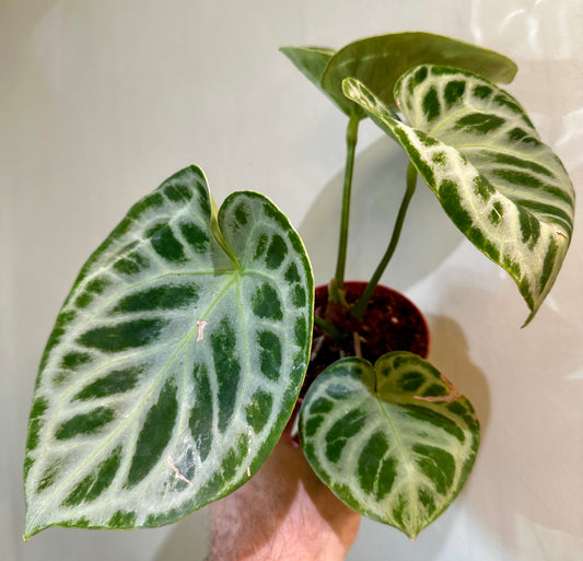 Anthurium Dorayaki X Silver Blush