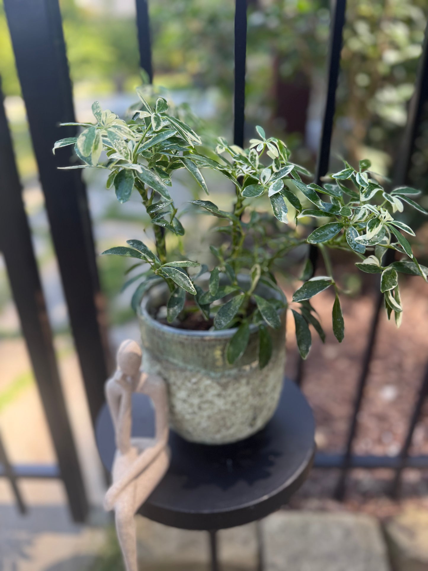 Schefflera Arboricola "Moondrop" Umbrella Tree