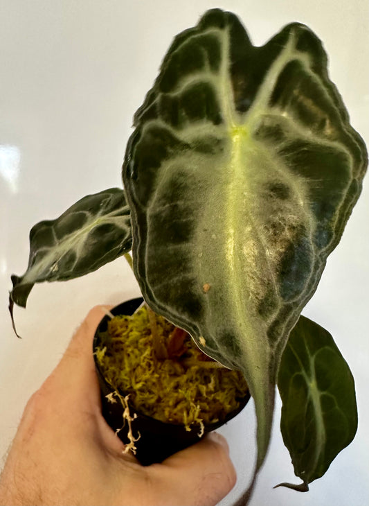 Alocasia Venom