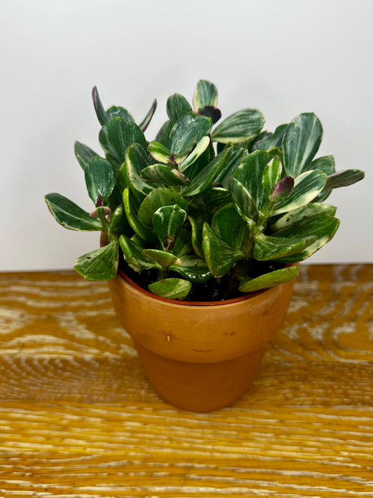 Crassula ovata ‘Tricolor Jade’