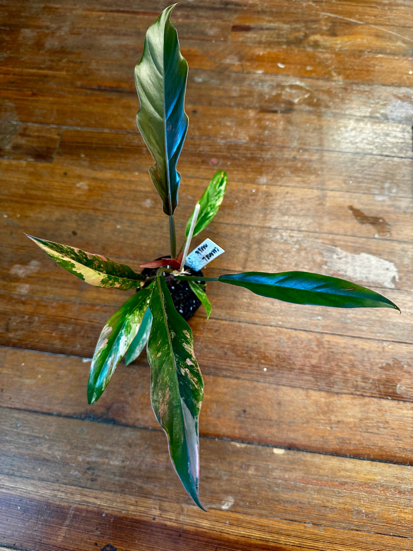 Philodendron Carmel Marble