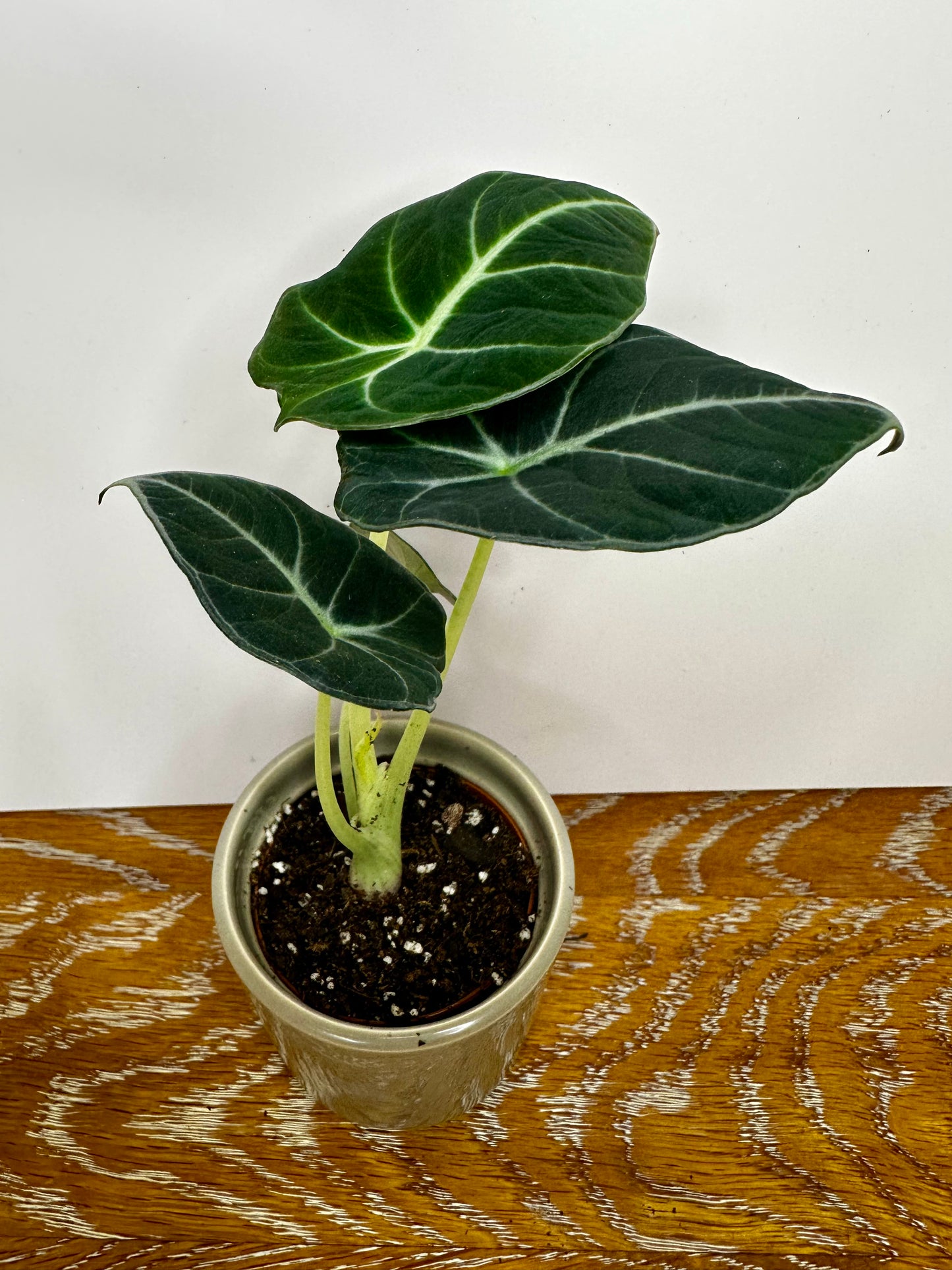 Alocasia Black Velvet