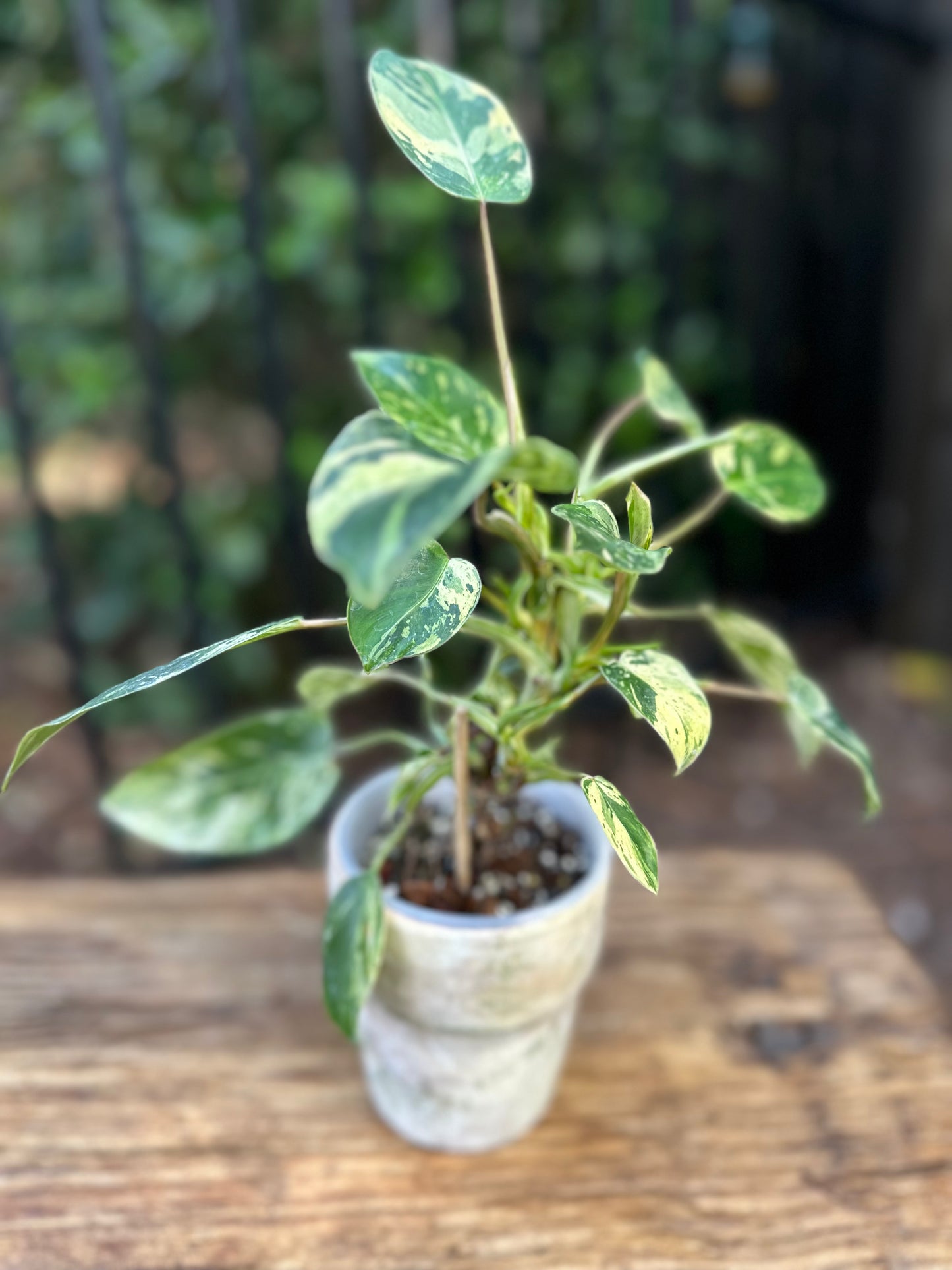 Philodendron Emerald Queen