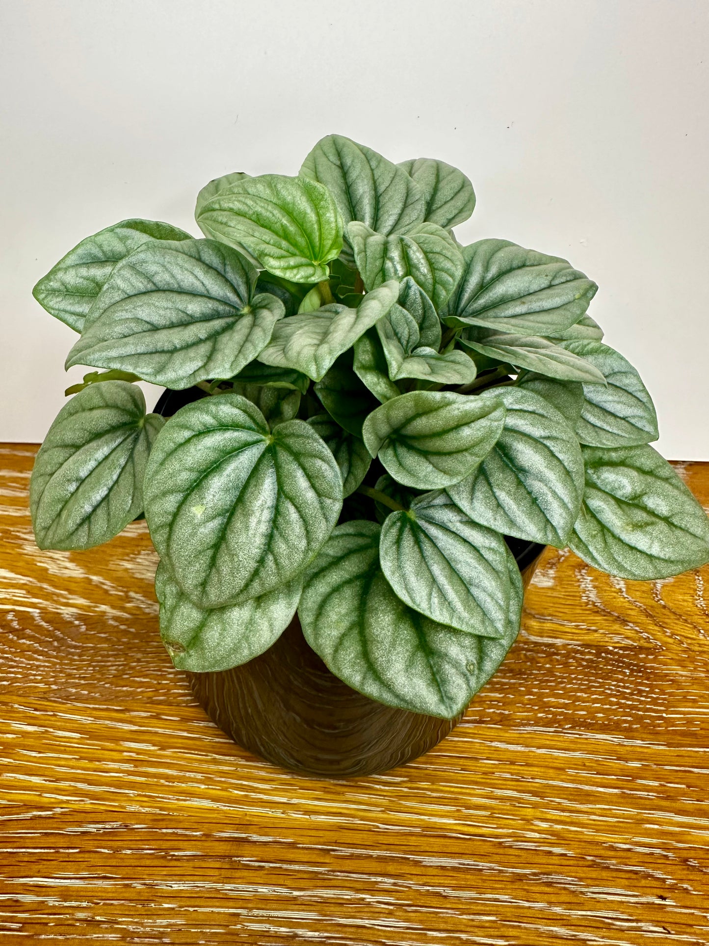 Peperomia Frost