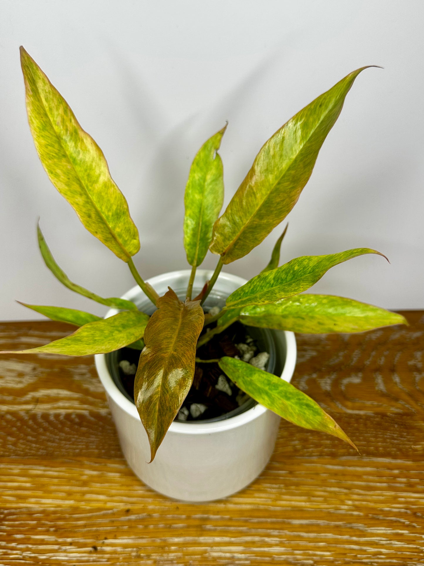 Philodendron Golden Serratum Marble