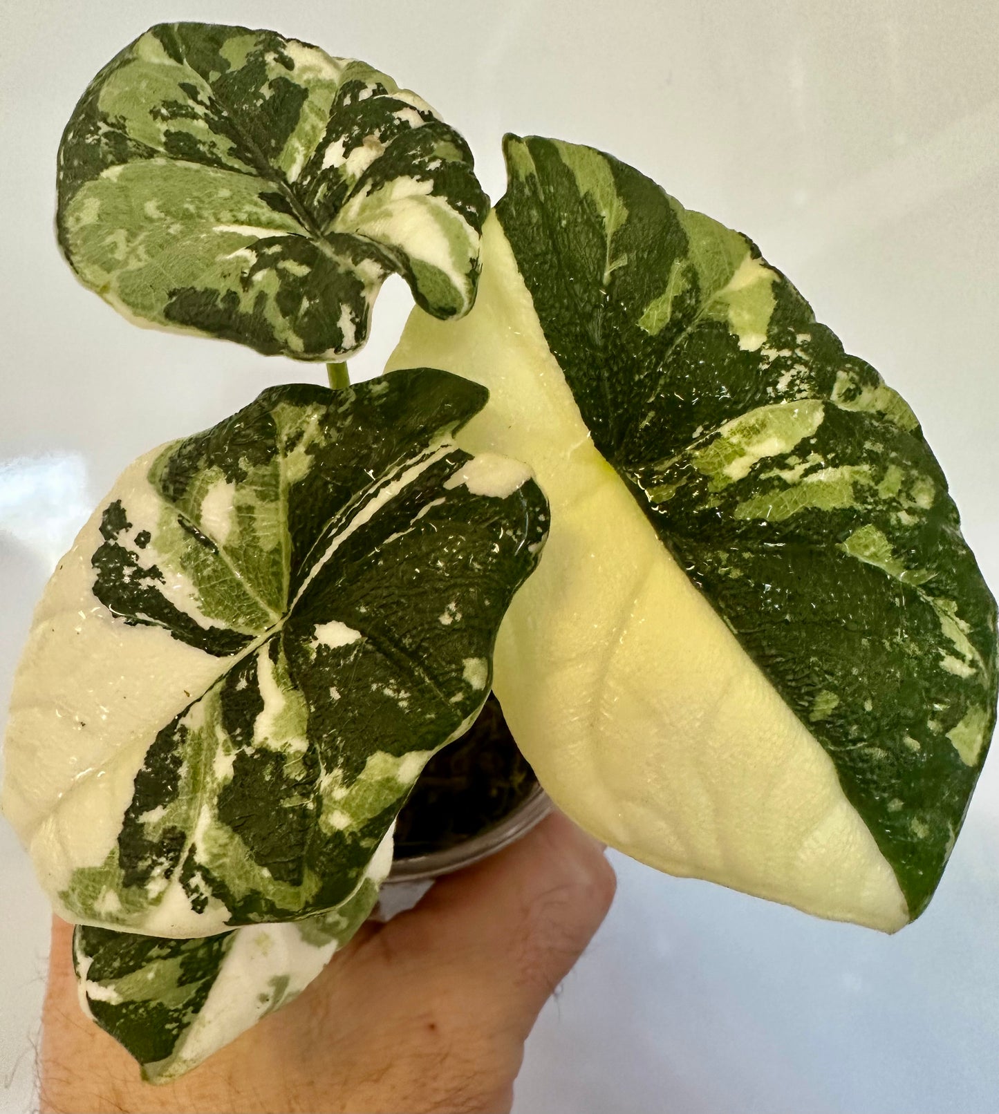 Alocasia Melo Albo
