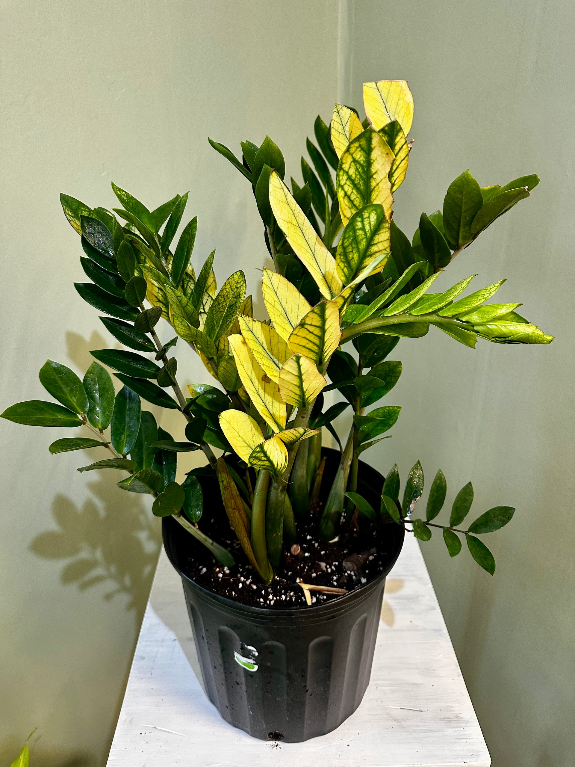 Variegated ZZ Plant – Cozy Corner Plants