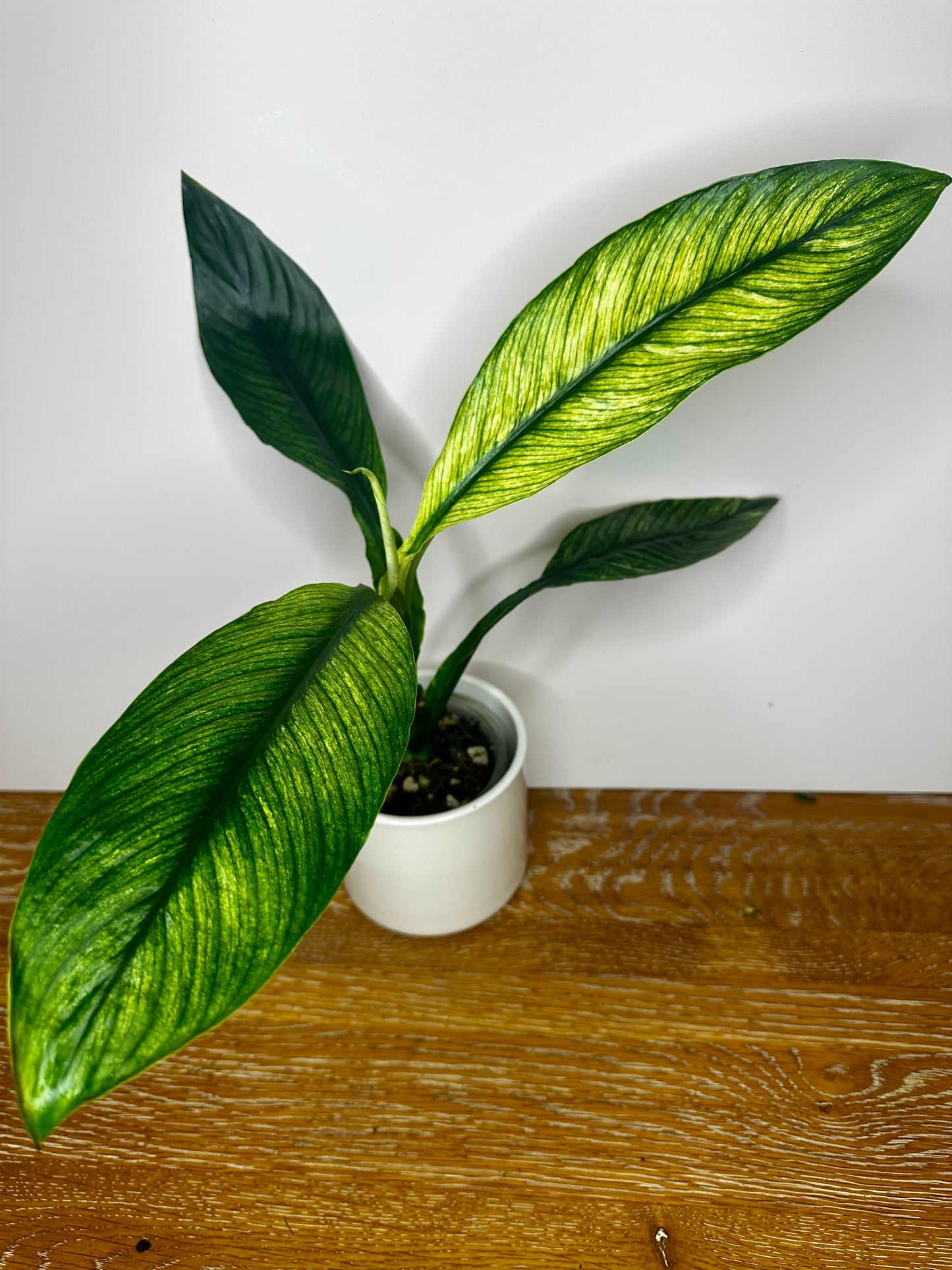 Peace Lily Sensation Variegated