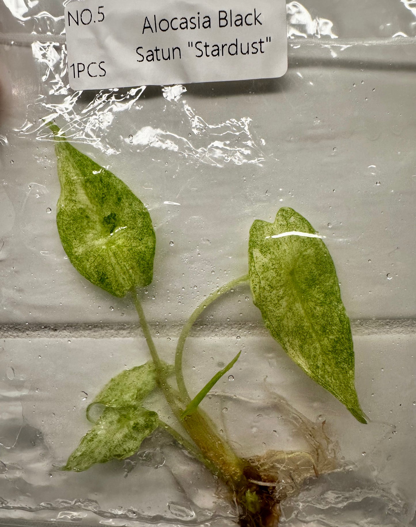 Alocasia Black Saturn Stardust Tissue Culture
