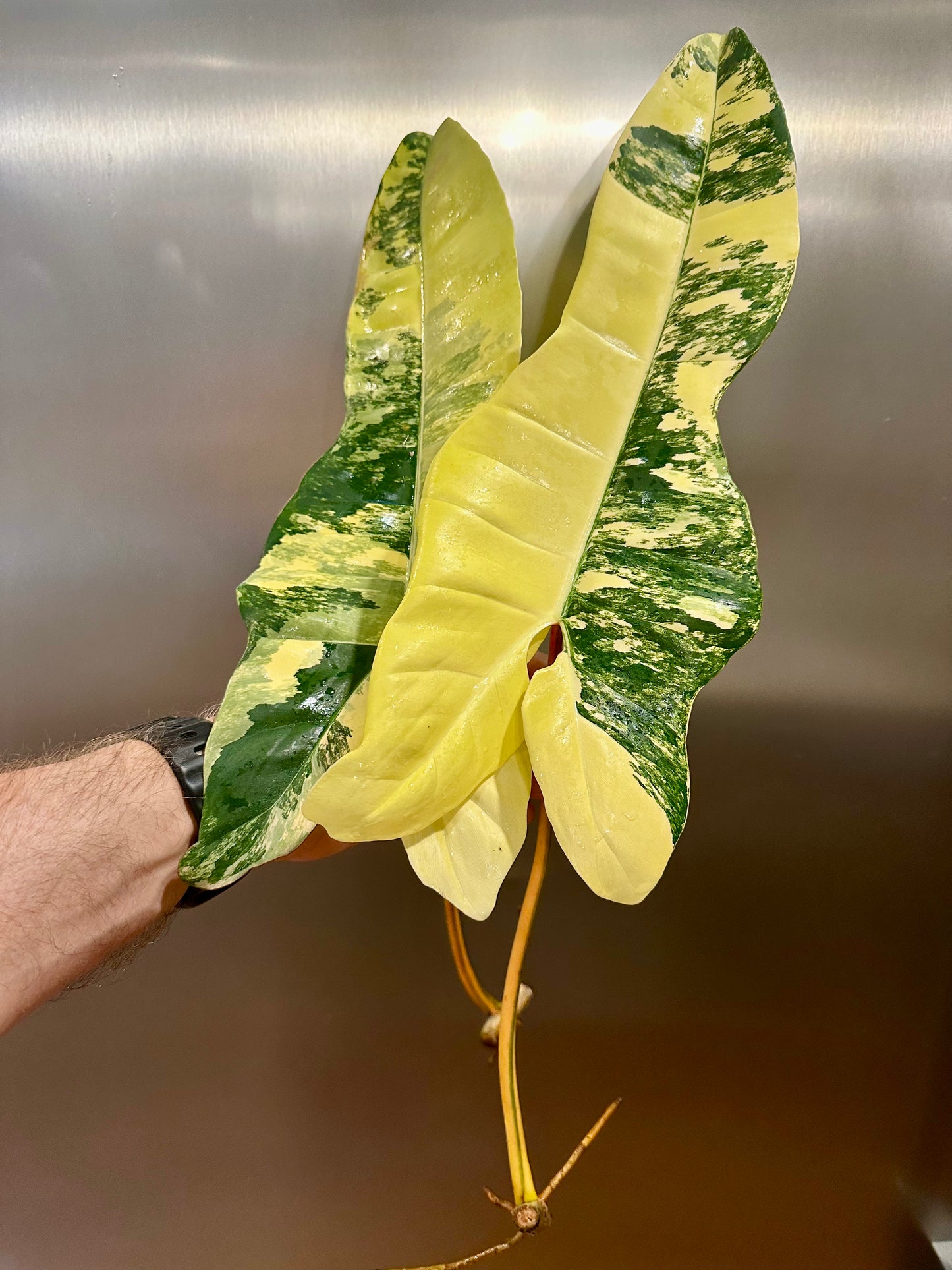 Philodendron Jennifer (Billietiae x FL Beauty) Cutting