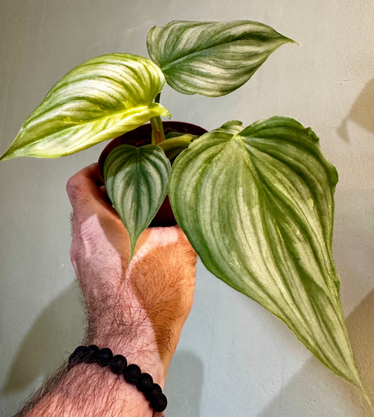 Philodendron Pastazanum Silver