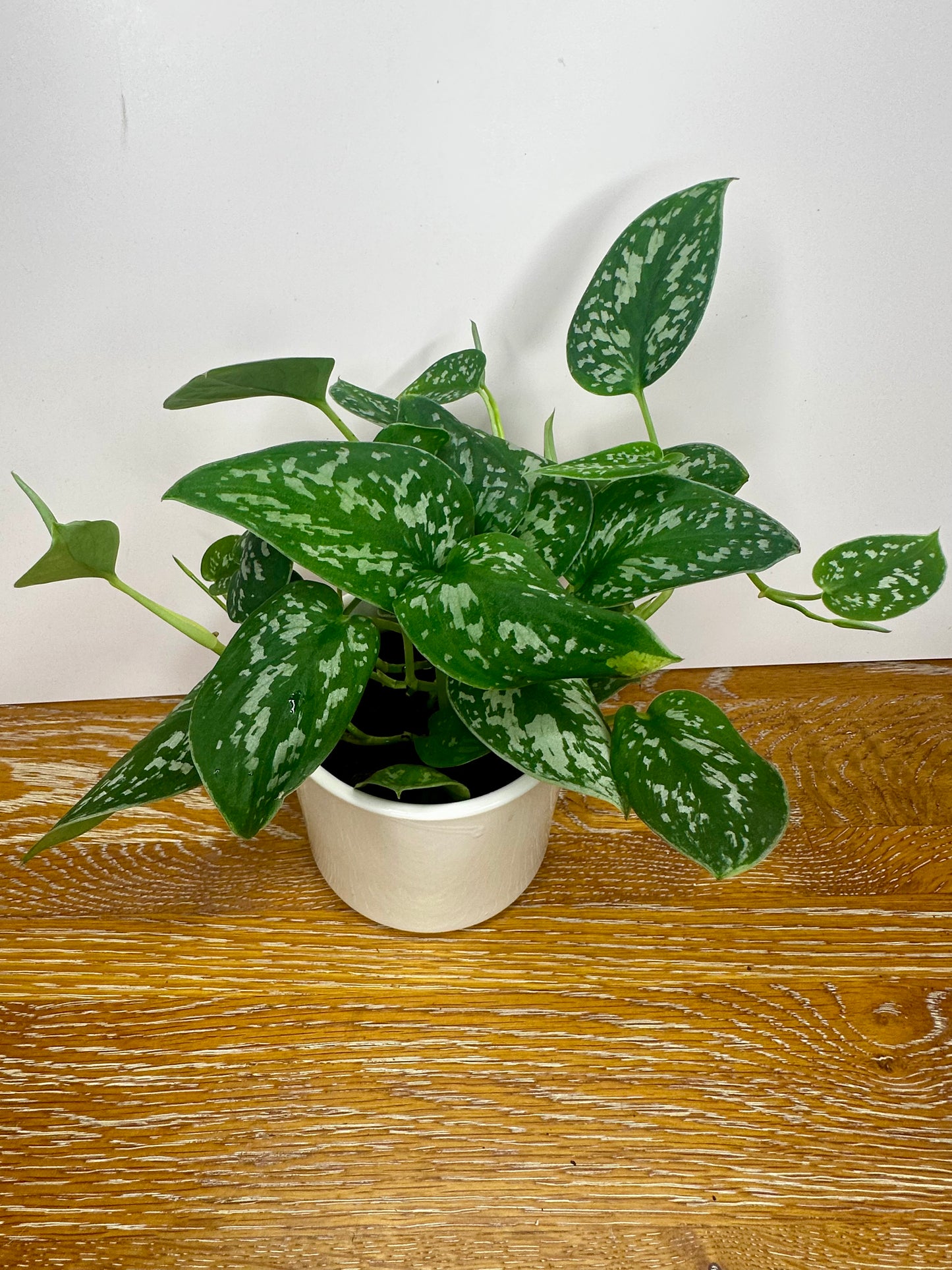 Scindapsus Pictus Satin