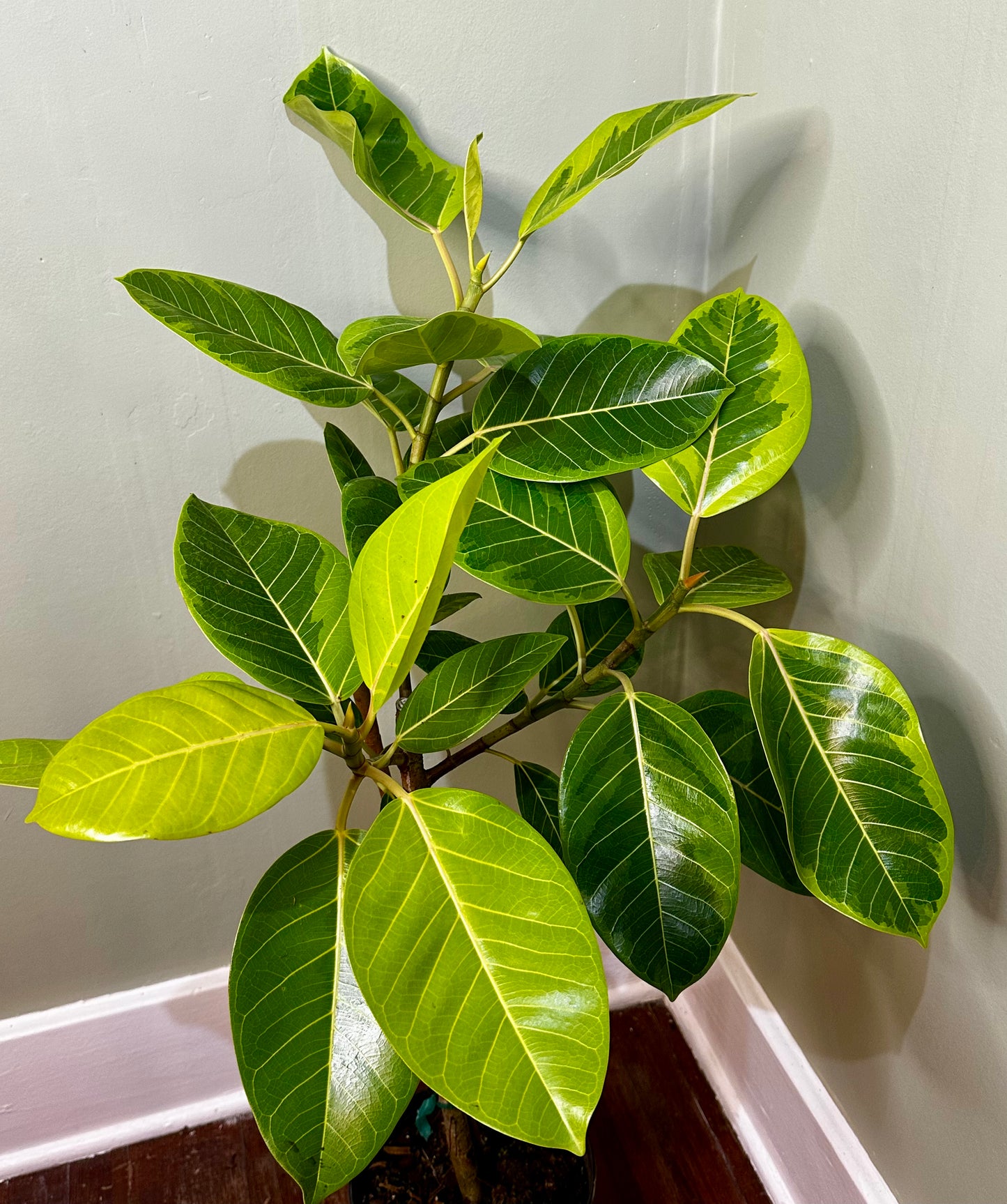 Ficus altissima ‘Yellow Gem’
