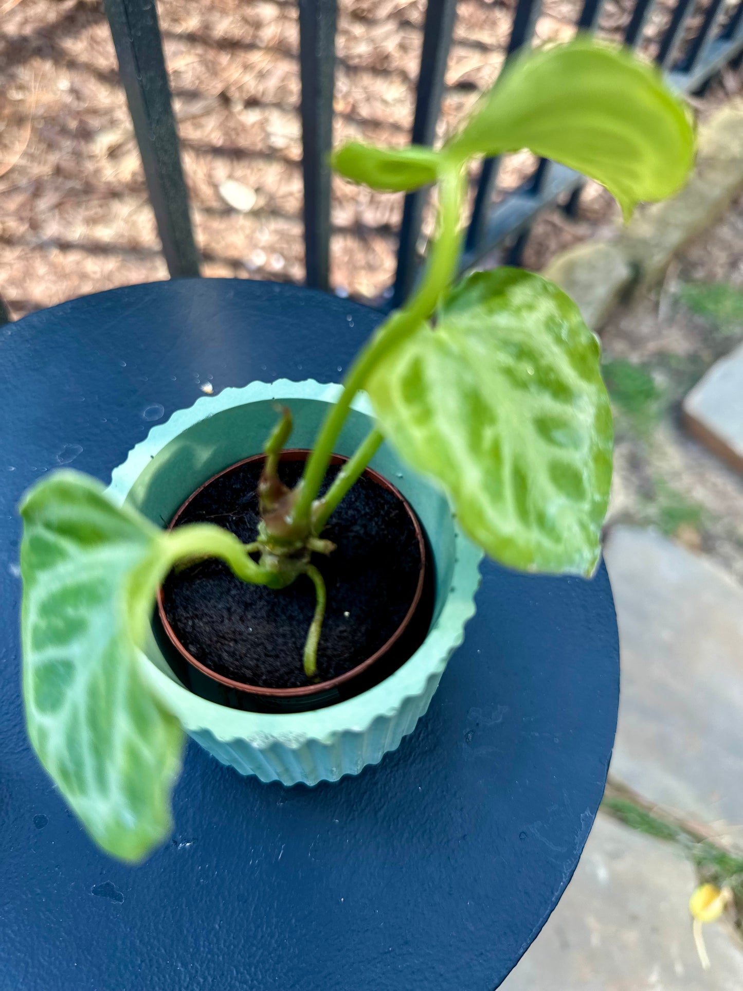Anthurium Silver Blush