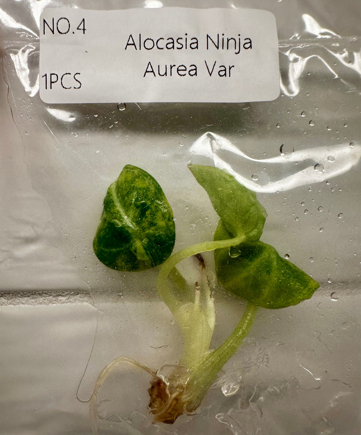 Alocasia Ninja Aurea Tissue Culture