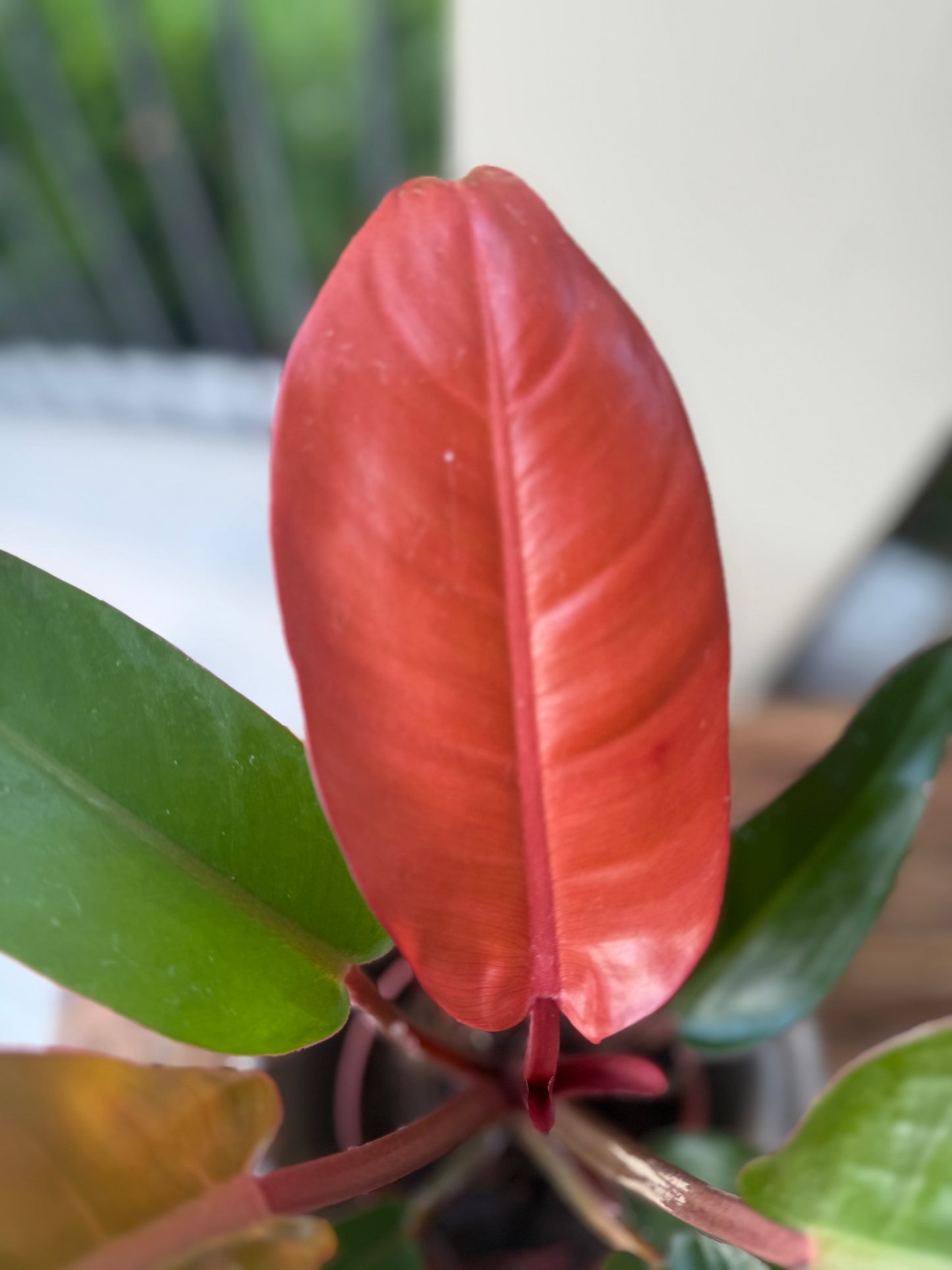 Philodendron Red Sun