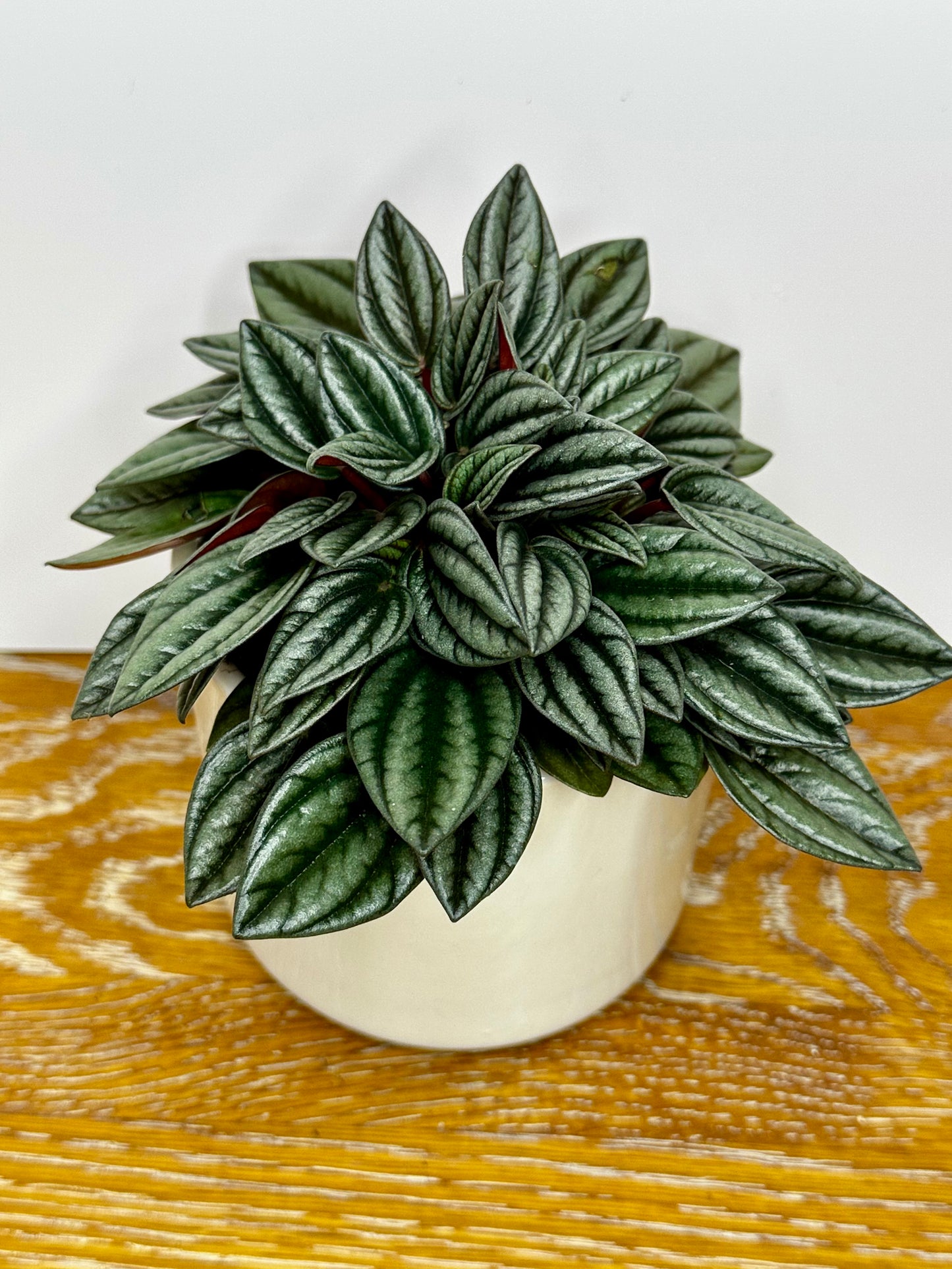 Peperomia San Marino