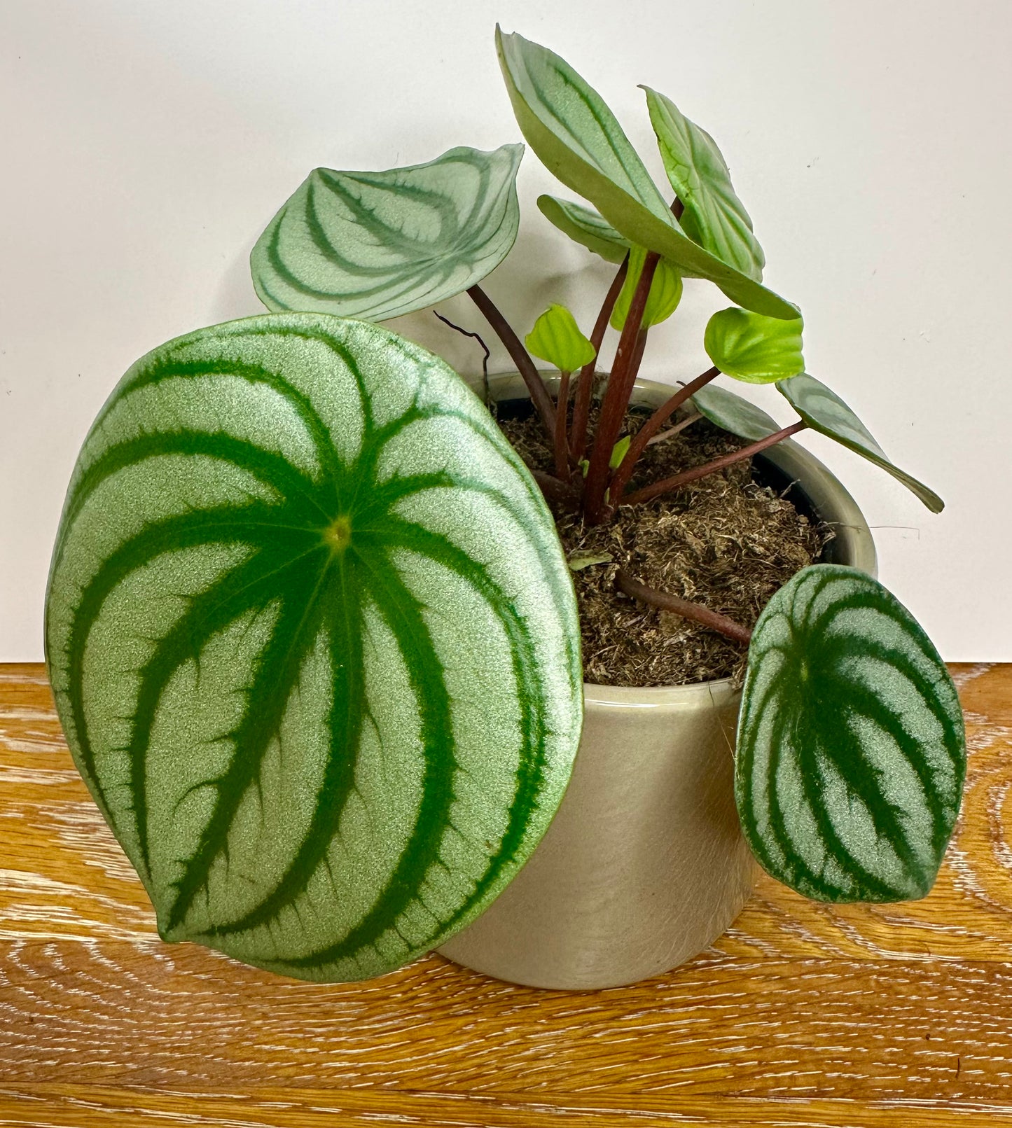 Peperomia Argyreia Watermelon