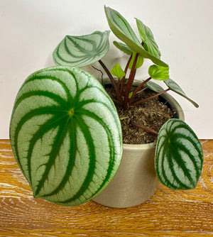 Peperomia Argyreia Watermelon