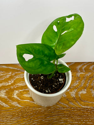 Monstera Adansonii Swiss Cheese