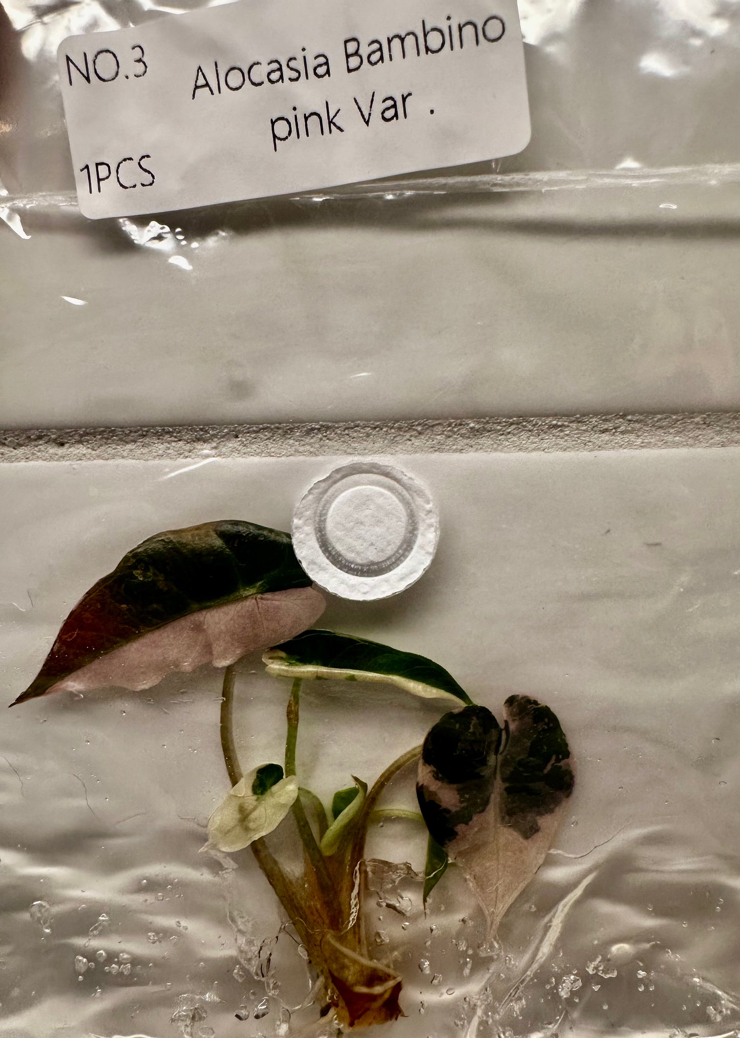 Alocasia Bambino Pink Tissue Culture