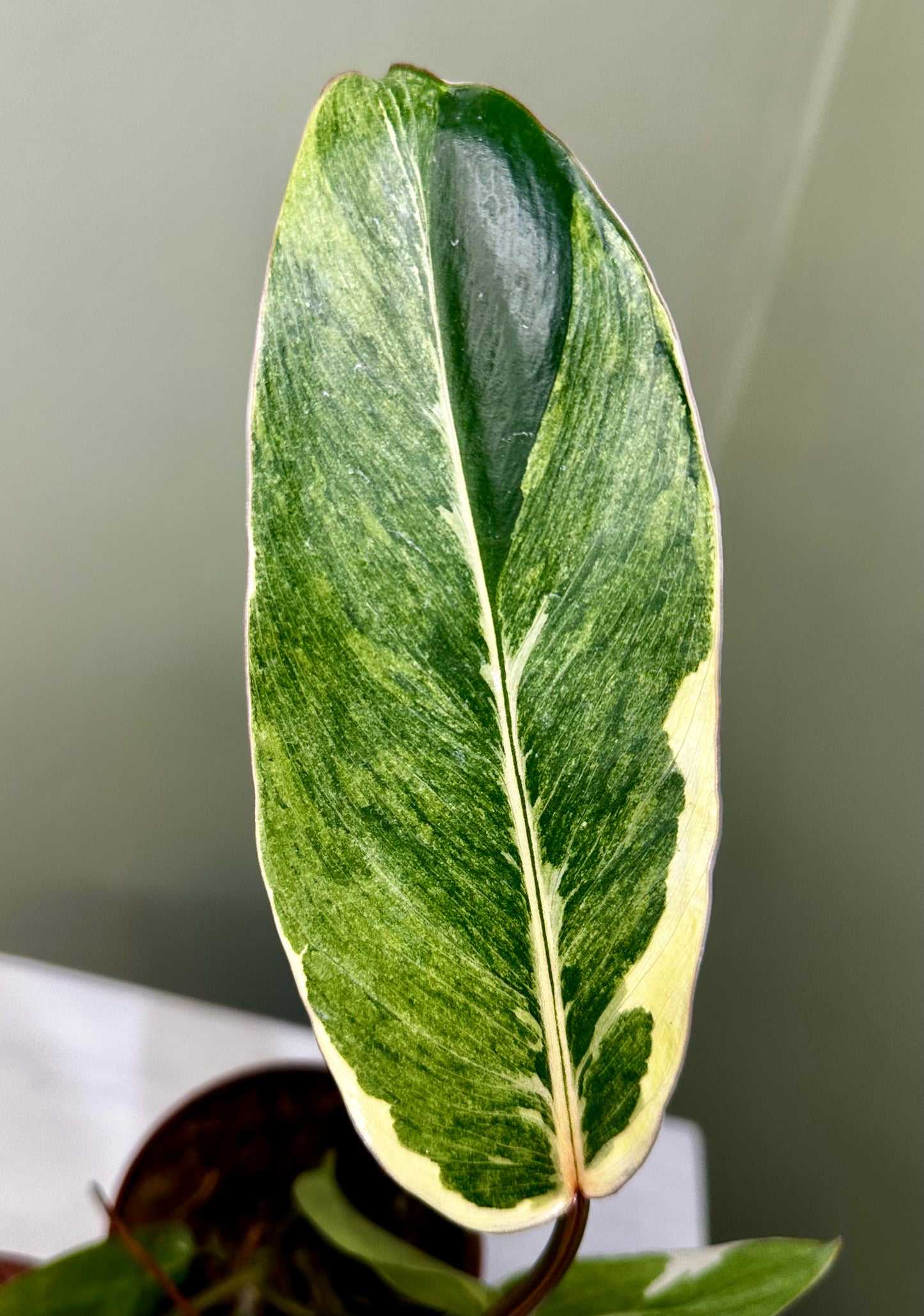 Philodendron Shady Lady